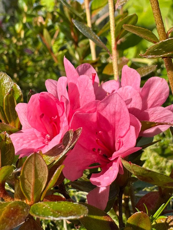 Azalea japonica 'Kirin'