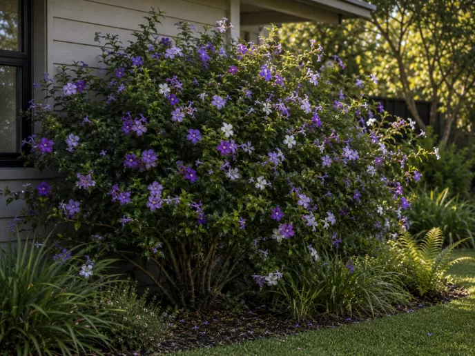 Brunfelsia Australis