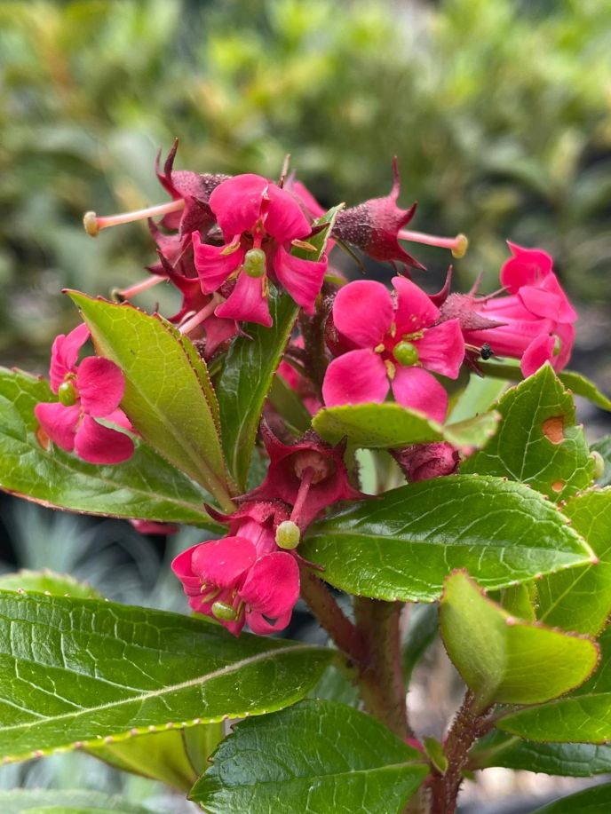 Escallonia 'Red Knight'