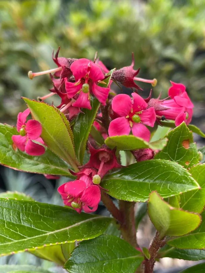 Escallonia 'Red Knight'
