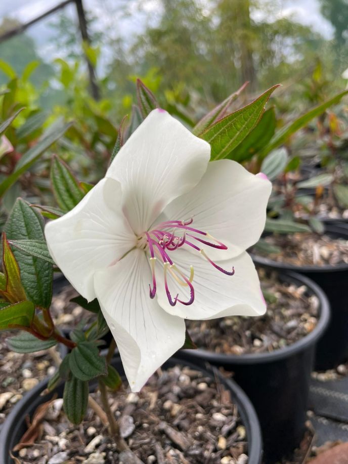 Tibouchina 'Peace Baby'
