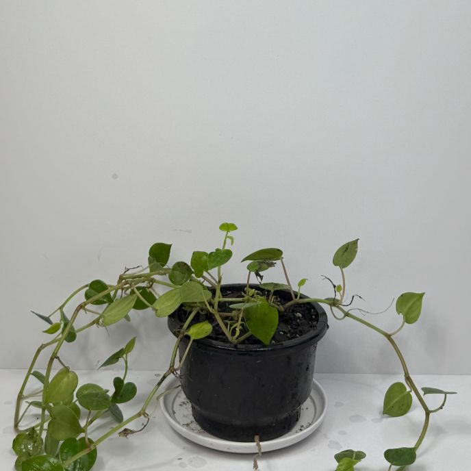 Peperomia Scandens
