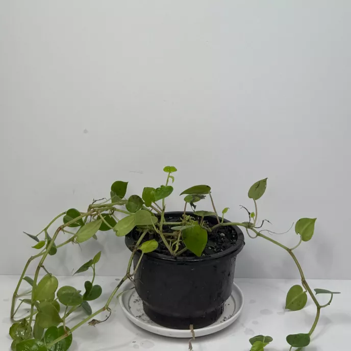 Peperomia Scandens