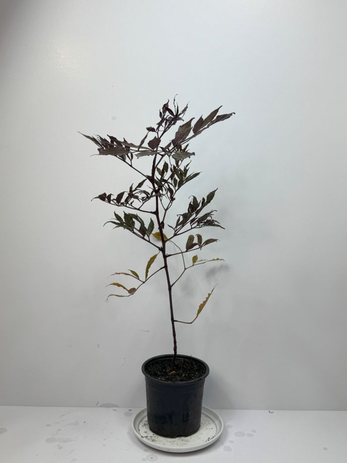 Leea Rubra Burgundy 