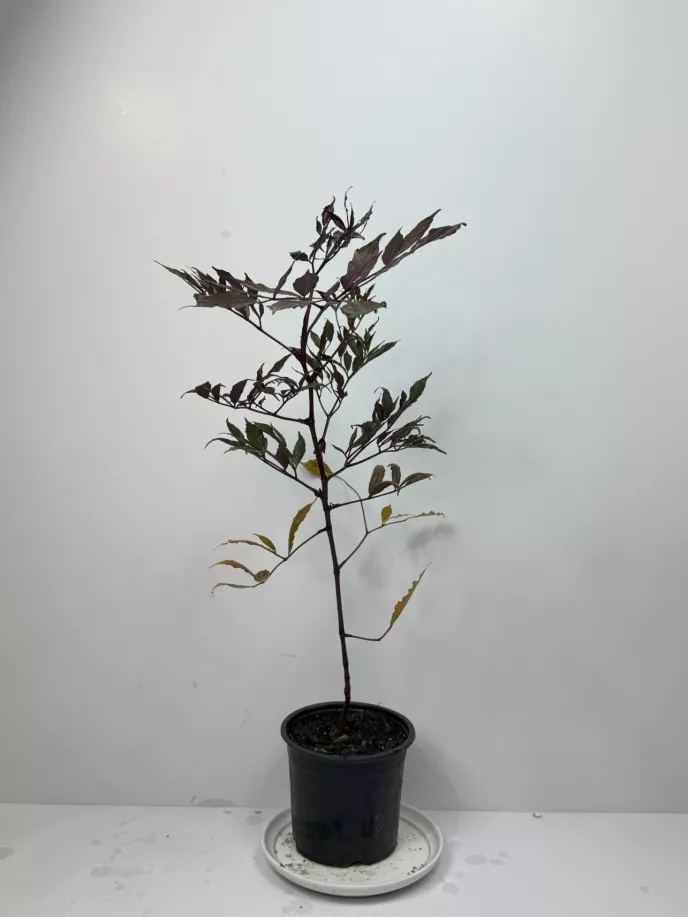 Leea Rubra Burgundy 