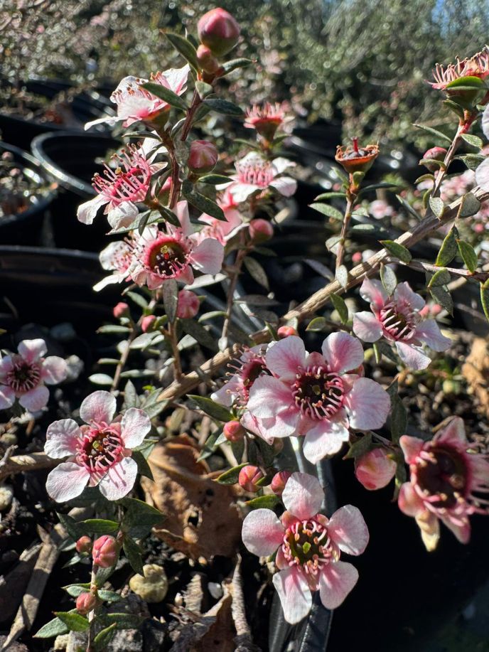 Tea Tree / Manuka