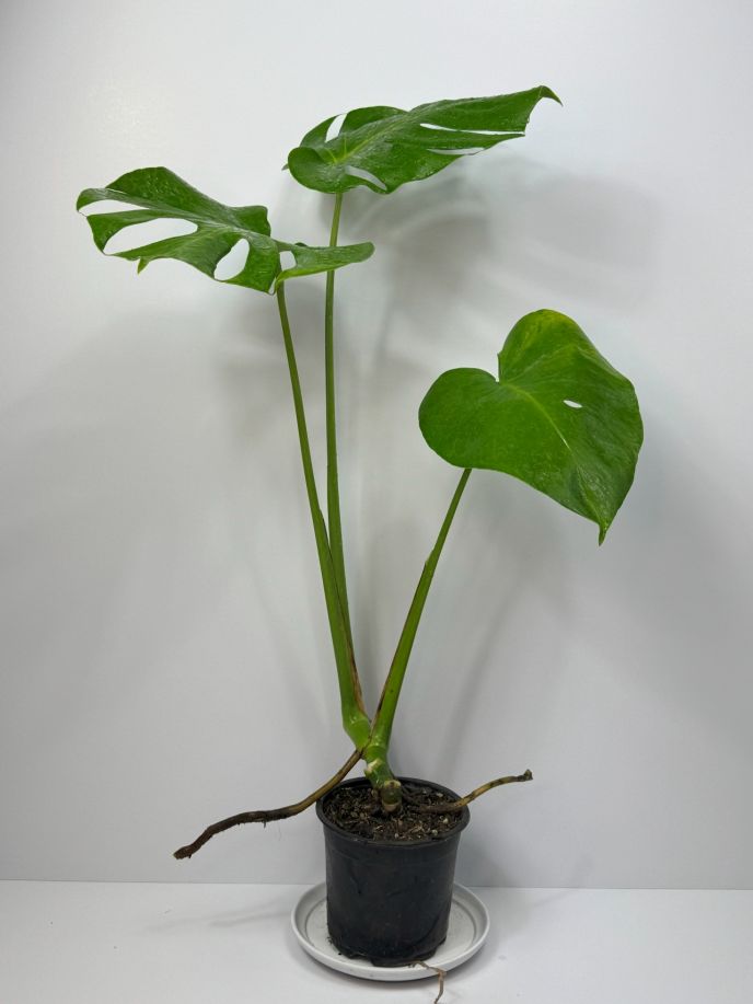 Monstera Deliciosa (2)