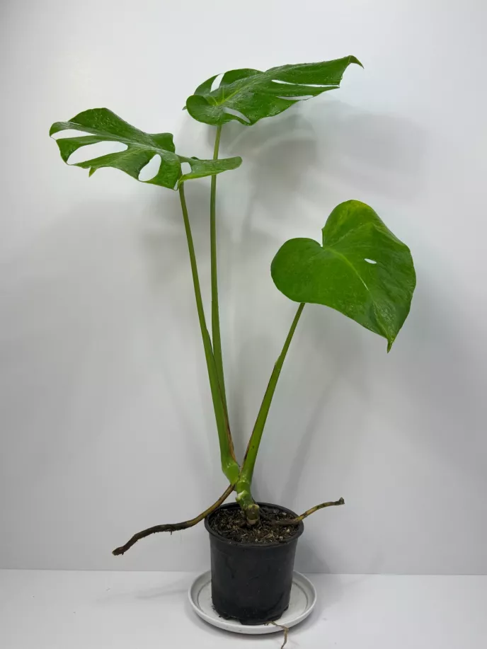 Monstera Deliciosa (2)