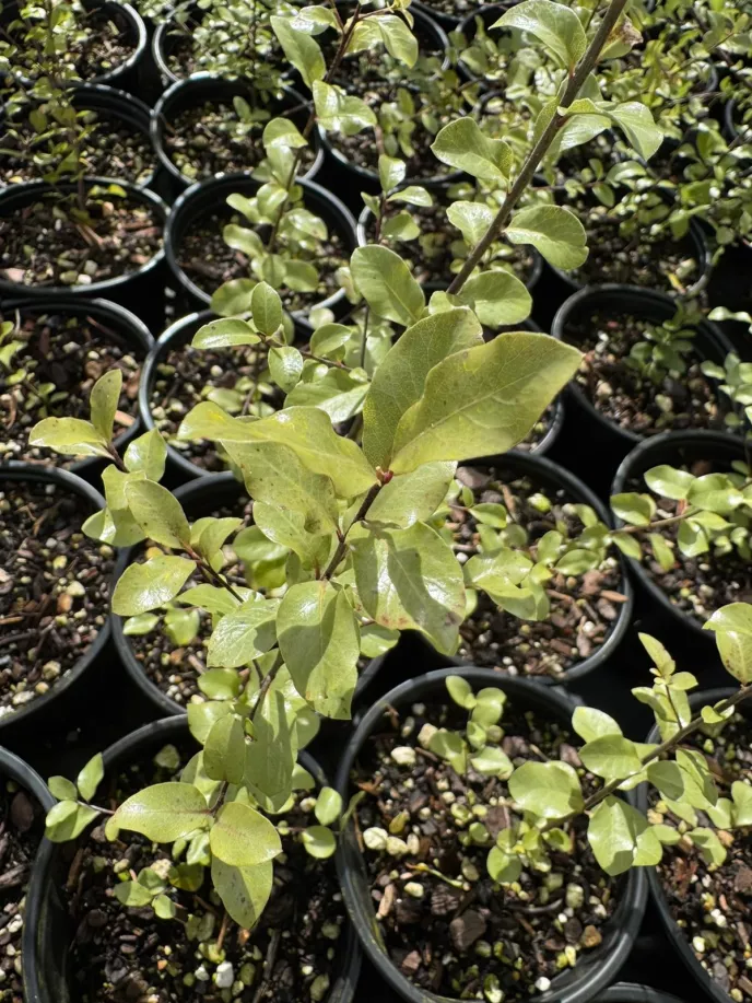 Pittosporum 'Wrinkle Blue'