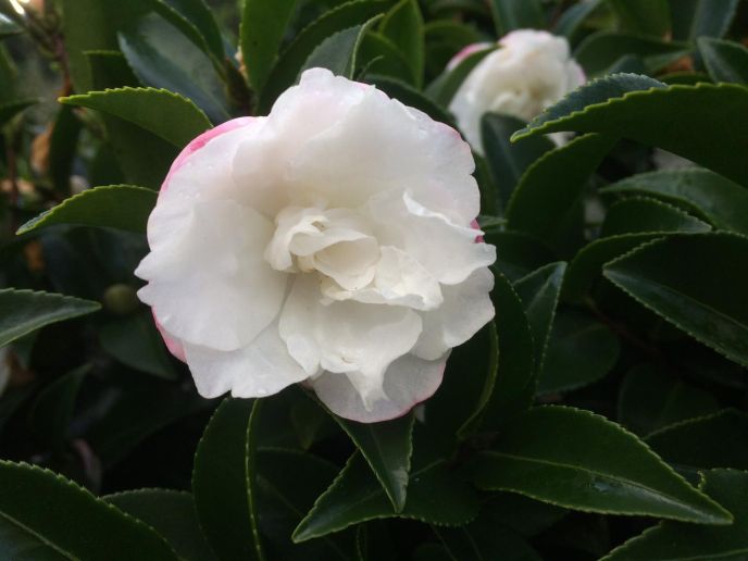 Camellia sasanqua 'Silver Dollar'