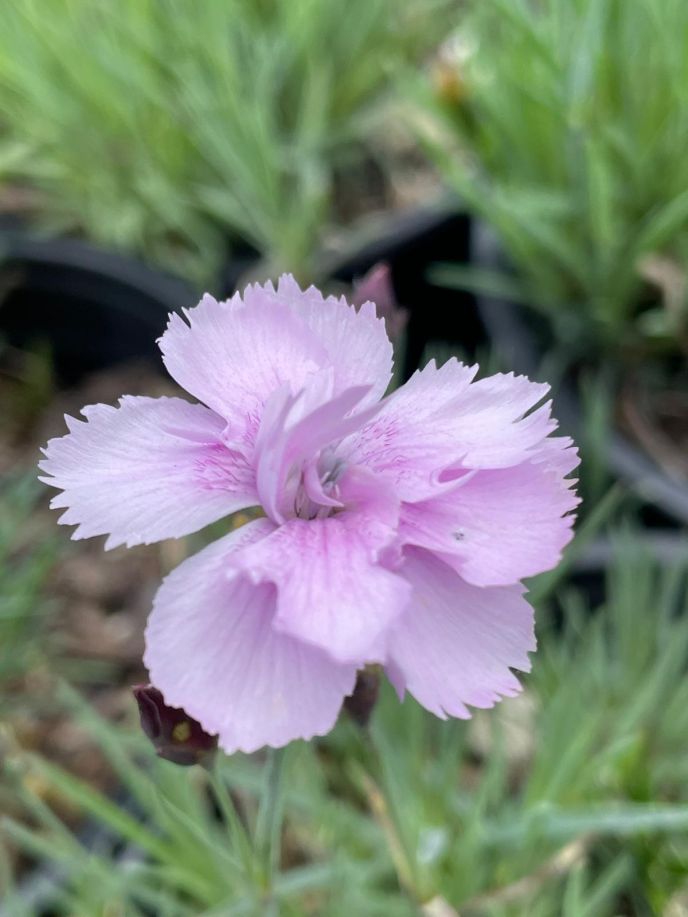 Dianthus 'Brooks's Cottage'
