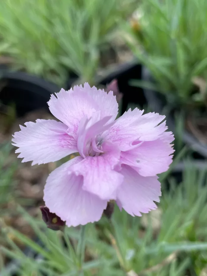 Dianthus 'Brooks's Cottage'