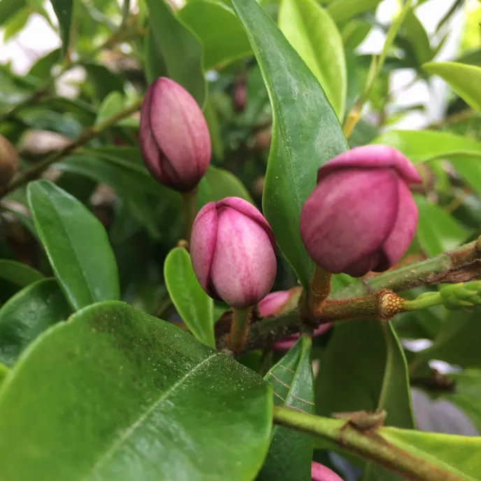 Port Wine Magnolia