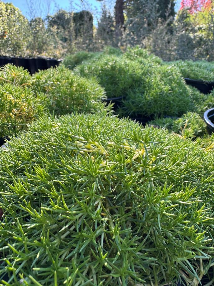 New Zealand Cushion Plant
