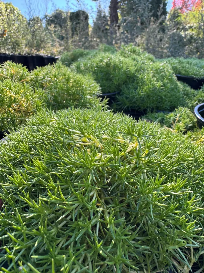 New Zealand Cushion Plant