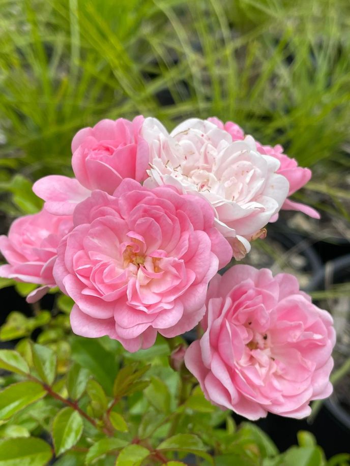 Rosa 'The Fairy'