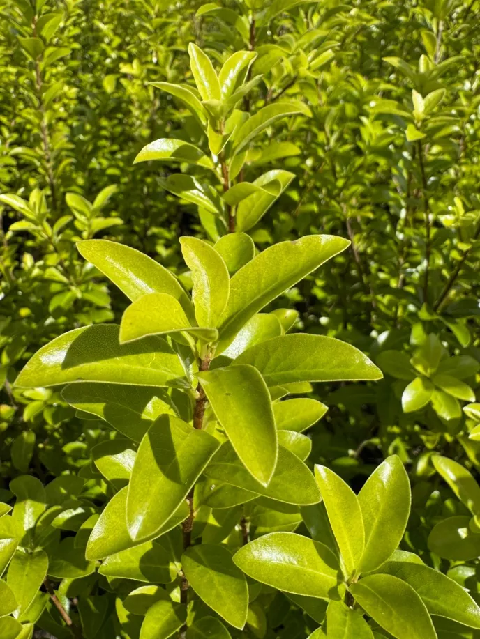Pittosporum 'Mountain Green'