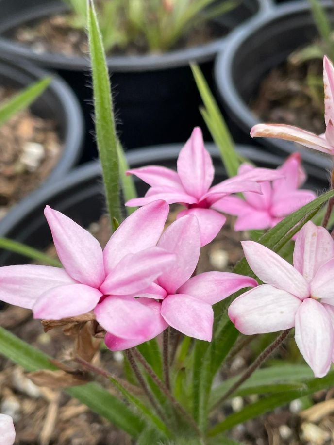 Red Star, Rosy Posy