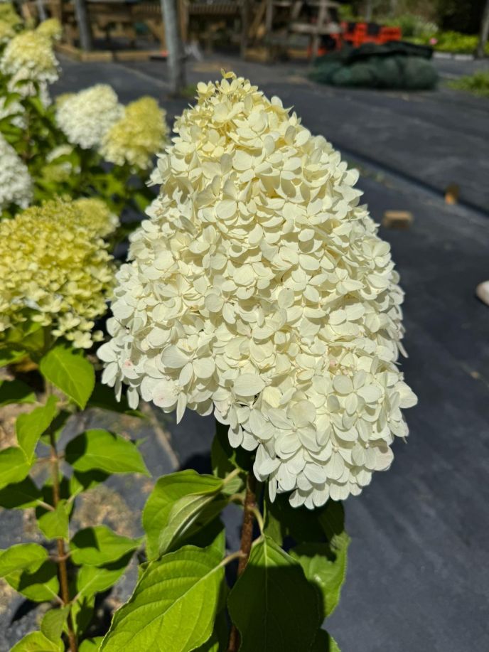 Hydrangea paniculata limelight