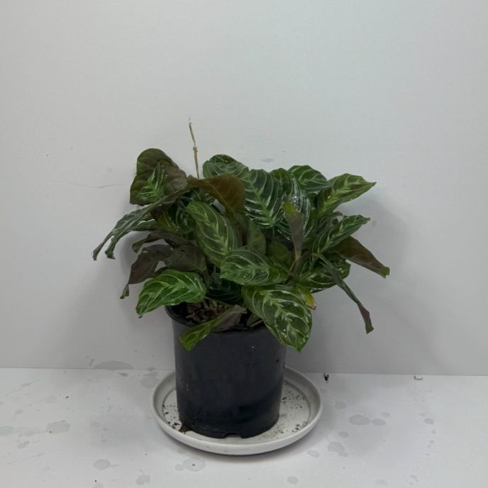 Prayer Plant