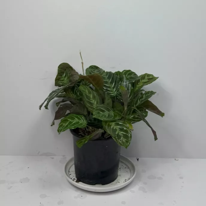 Prayer Plant