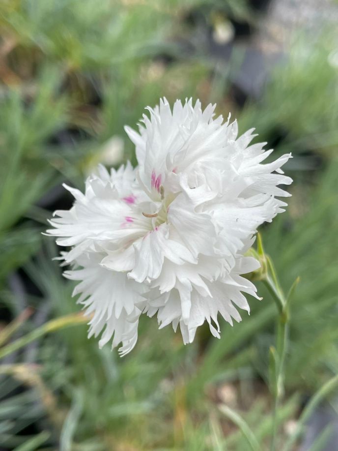 Dianthus Double White