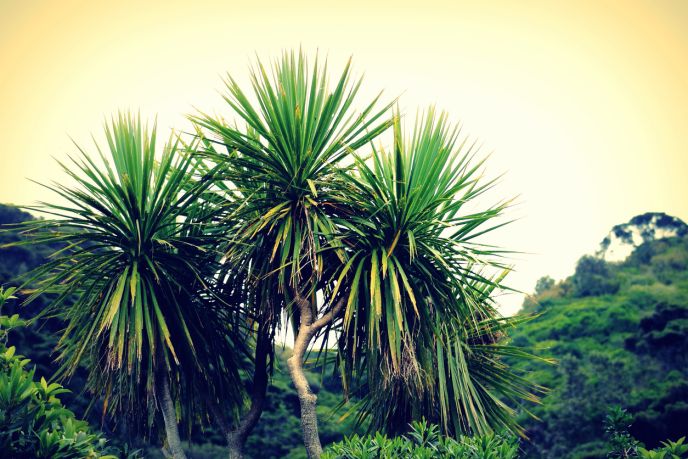 Cabbage tree