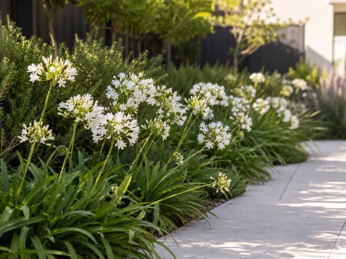 Agapanthus 'Snow White'