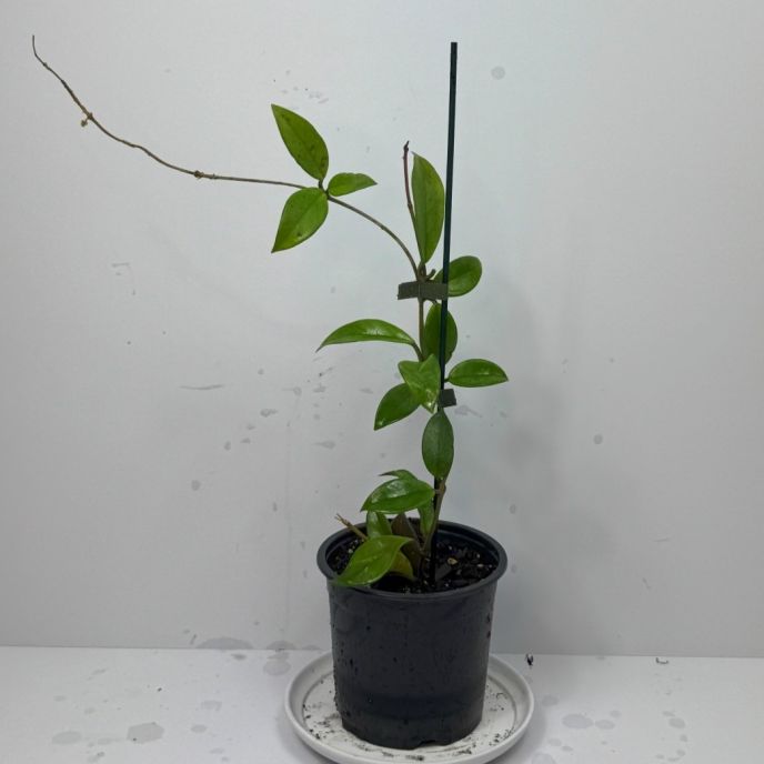 Hoya Caronosa Plant