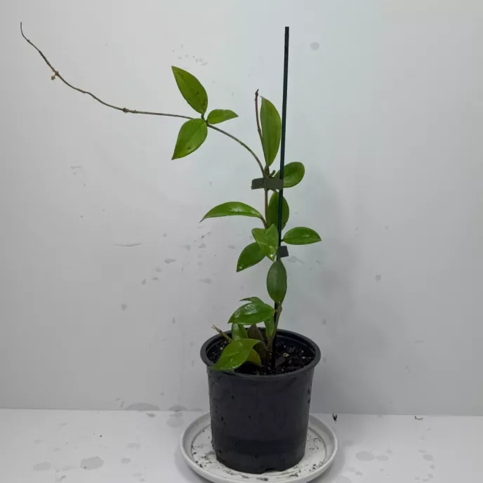 Hoya Carnosa Plant