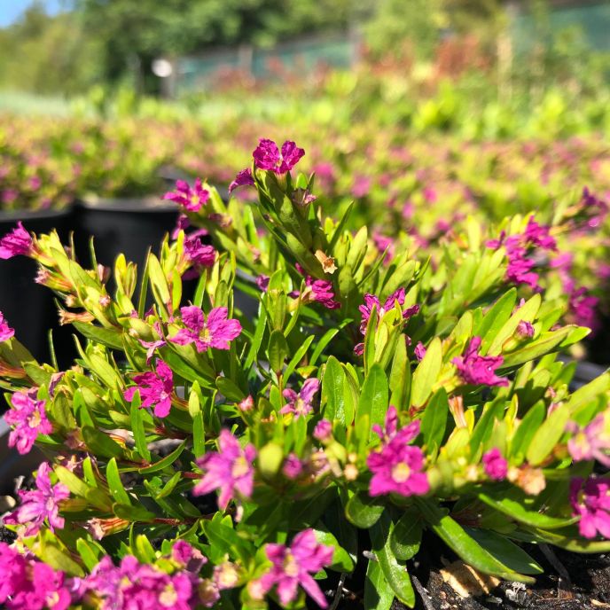Cuphea hyssopifolia 'Rob's Mauve' (2)
