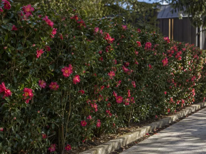 Camellia 'Hiryu'