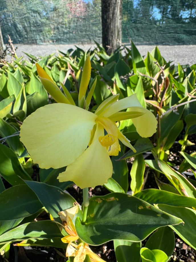 Canna lily
