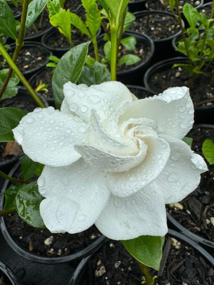 Cape Jasmine