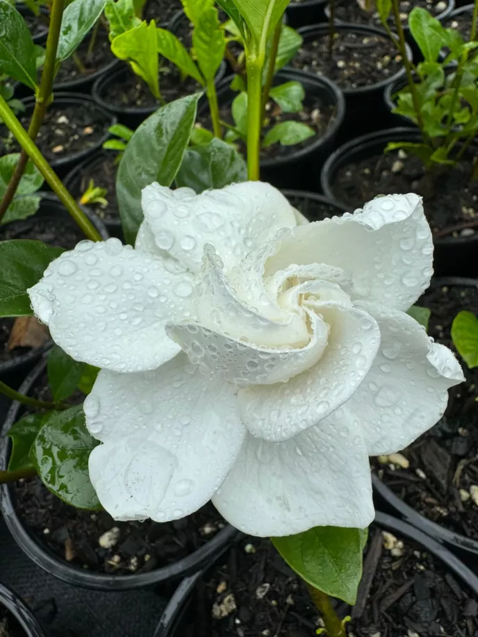 Cape Jasmine