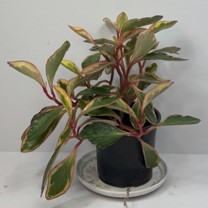 Peperomia Obtusifolia Variegata 