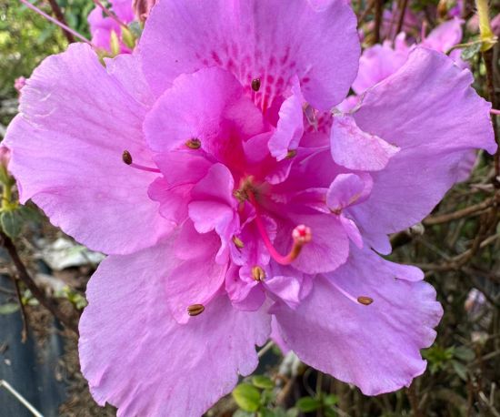 Azalea Charlie