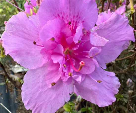 Azalea Charlie