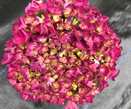 Hydrangea 'New Red'