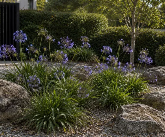 Agapanthus 'Rachel'