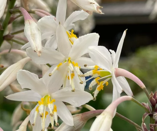 Renga Lily