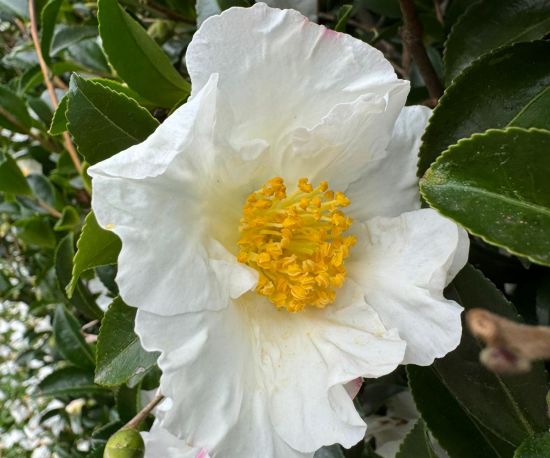 Camellia sasanqua 'Sutsugekka'