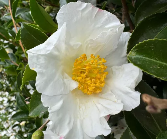 Camellia sasanqua 'Sutsugekka'