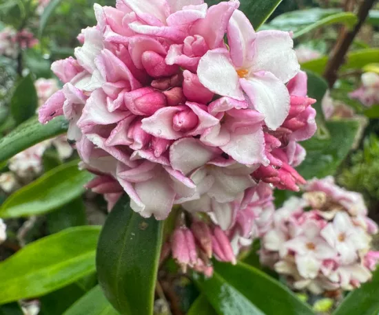 Daphne odara Leucanthe