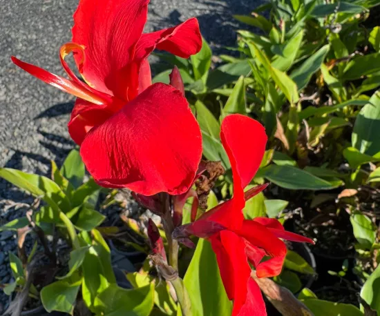 Canna lily