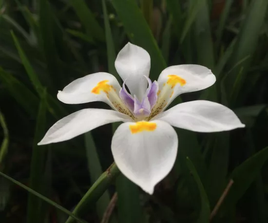 Fairy Iris