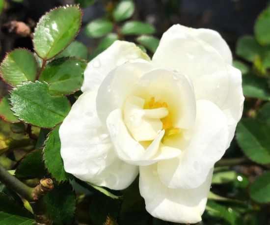 Rosa 'Sea Foam'