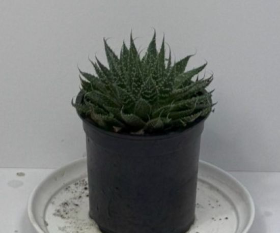 Lace Aloe