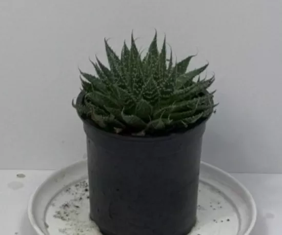 Lace Aloe