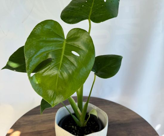 Monstera Deliciosa